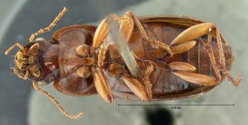 Media type: image;   Entomology 5922 Aspect: habitus ventral view
